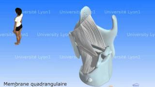 Le larynx 3  Ligaments et cordes vocales [upl. by Wsan]