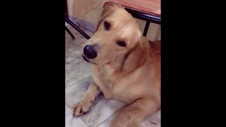 Dogs React to Different Sounds Tiktok Compilation shorts [upl. by Amberly]