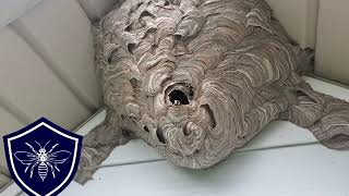 Hornet Nest Removal Downingtown PA [upl. by Adrell]