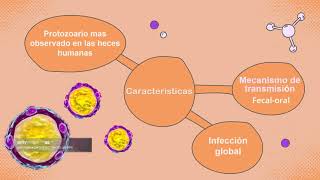 Tema de Isospora belli y Blastocystis hominis [upl. by Ariela]