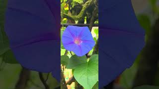 Ipomea indica commonly known as blue morning glory or Mexican morning glory [upl. by Arhoz696]