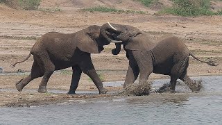 Amazing Wildlife Safari in Queen Elizabeth National Park and Kazinga Channel Uganda 2019 4K video [upl. by Towney]