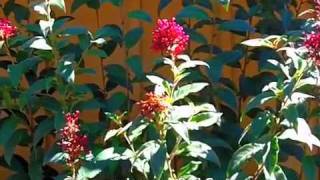 Cestrum elegans  Red Cestrum [upl. by Melise]