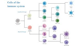 Cells of the Immune System Brittany Anderton [upl. by Terris]