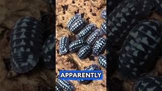 isopod spotlight on armadillidiumgestroi isopods aquarimaxpets [upl. by Gurl]