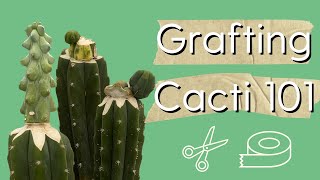 Grafting Cacti 101┃ How to Graft a San Pedro Cactus [upl. by Adnalohs799]