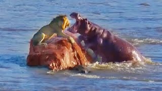 Stranded Lion Gets Surrounded amp Attacked by Hippos [upl. by Boggs]