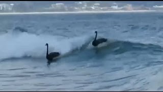 Four black swans spotted surfing in Australia Full HD Clip [upl. by Ttnerb]