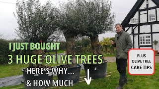 Olive Trees and Olive Tree Care Specimen Olive Trees [upl. by Azilem]