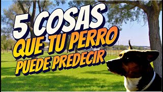 5 Cosas que tu perro puede predecir y tal vez no sabías [upl. by Delos]