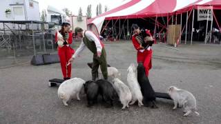 Zirkus Knie gastiert in Oldenburg [upl. by Ayhdnas]