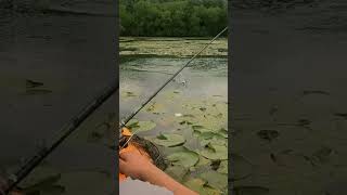 Bass Catch on Top Water Frog in Des Plaines River 🎣🐸 [upl. by Hafirahs]