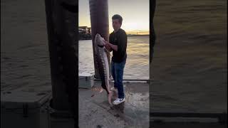 Sturgeon fishing river fishing funny shortvideo shorts short [upl. by Nogam]