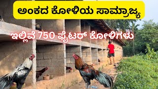 ಅಂಕದ ಕೋಳಿಯ ಸಾಮ್ರಾಜ್ಯ  750 ಅಂಕದ ಕೋಳಿಗಳು 2nd biggest farm in south canara kadalateera [upl. by Aneehta244]