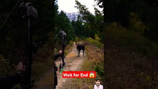 Wait for end 😱 hunting elk archery deer bowhunting cheetah animals wildanimals usa lion [upl. by Suhploda]