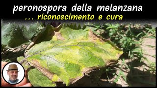 PERONOSPORA DELLA MELANZANA riconoscerla e curarla [upl. by Eneg]