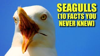 Seagulls 🐚 10 FACTS You NEVER KNEW [upl. by Hines]