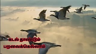 Ullasa Paravaigal Movie Songs  Azhagiya Malargalin Video Song  Kamal Haasan  Rati Agnihotri [upl. by Tilney]