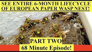 6Month Lifecycle of European Paper Wasp Nest  PART TWO Polistes Dominula Full Season of Growth [upl. by Algie]