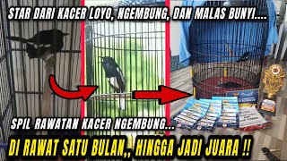 BONGKAR RAWATAN KACER NGEMBUNG KACER LOYO DAN MALAS BUNYI HINGGA JADI JUARA [upl. by Aserej]