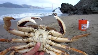 Two Huge Dungeness Crabs Crabbing in San Francisco [upl. by Eralcyram397]