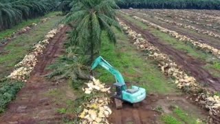 Tebang Dan Cincang Pokok Sawit Dengan Excavator Chipping [upl. by Uriah]