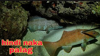 ep456 Dive2 Lapu Lapu nasamaan ng tama hindi nakapalag night spearfishing Philippines [upl. by Irroc383]