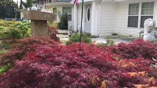 Spring color Maples at Don Nguyen Garden [upl. by Emsmus]