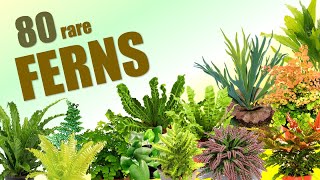 80 FERN SPECIES  HERB STORIES [upl. by Noek]