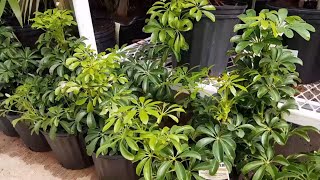 How To Take Care of the Schefflera Arboricola  Donna Joshi [upl. by Aicertap]