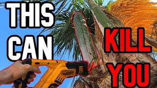 Removing Palm Tree Seed Pods Before They Kill Me [upl. by Wolfie]