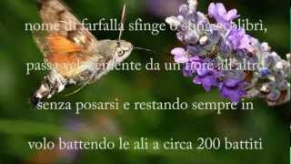 FARFALLA COLIBRI [upl. by Jotham]