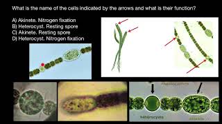 Akinets and Heterocysts [upl. by Filip]