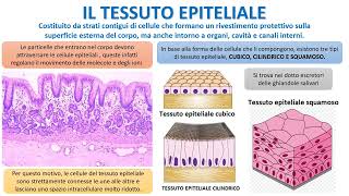 IL TESSUTO EPITELIALE [upl. by Ardnekat]