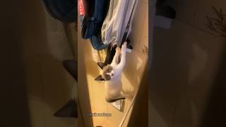 MEU GATO SEMPRE ARRUMA UM JEITO DE ENTRAR NO BANHEIRO 🤣🤣 humor viral gatos [upl. by Ferreby]