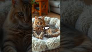 Las mejores camas para gatos ¡Descubre cómo elegir la perfecta [upl. by Swanhildas]