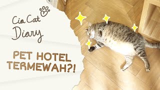 Pet Hotel Termewah untuk Kucing di Jakarta  Cia Cat Diary  Ep 44 [upl. by Natal558]