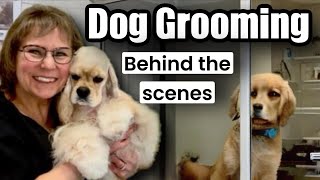 Dog Grooming Behind the Scenes Yorkie 4 Maltese2 full coat 3 Poodles Coton Morkie Papillon [upl. by Allak]