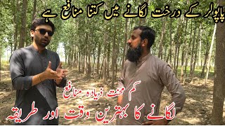 Poplar trees farming Tree farming in Pakistan Profitable farming IR FARMS [upl. by Past]