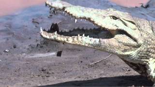 The crocodiles of Tsavo Kenya [upl. by Neil850]