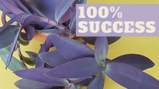 How to Repot Tradescantia Purple Heart without transplant shock  Care Tips [upl. by Ynaffets]