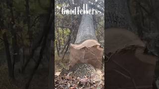 Flush Cutting a Giant Veneer Tree dangerous logger logging husqvarna stihl [upl. by Dahcir932]