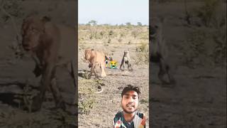 Bhains Ko Sher pakda lakadbagha bhaga rahe hain Sher animals funny comedy aaluechalubetakahan [upl. by Epilif]