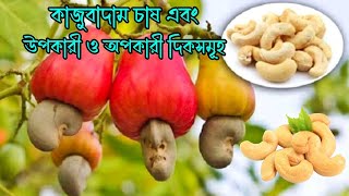 কাজু বাদাম চাষ পদ্ধতি । কাজু বাদামের উপকারী এবং অপকারী দিক সমূহ । Cashew nut cultivation RoufAgro [upl. by Otilia]