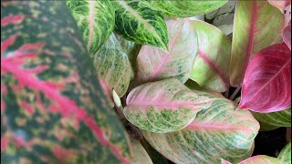 Aglaonema Care Tips Ngayong Tagulan [upl. by Remos681]