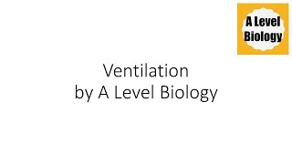 Ventilation  A Level Biology [upl. by Ahron]