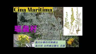 《靈丹妙藥的同類療法》 EP236  驅蟲籽 Cina Maritima [upl. by Emirej]