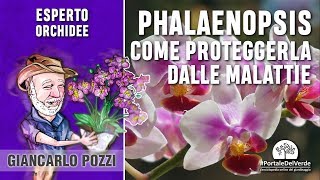 Orchidea Phalaenopsis come proteggerla dalle malattie [upl. by Enaoj925]