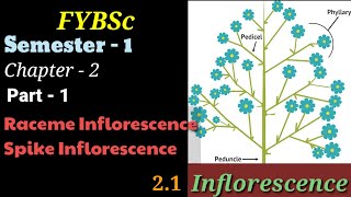 FYBSc  Ch2P1  Inflorescence  Introduction  Racemose  Cymose  Subtype Raceme  Explained [upl. by Jessalin]