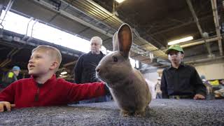 Petting rabbits at the 2019 Pa Farm Show [upl. by Orville]